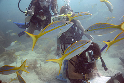 Yellowtail snapper surround a group of young scientists at Seacamp