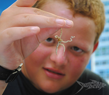 Camper examining a brittle star during a lab at Seacamp