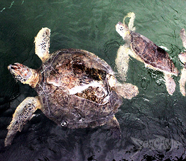 Sea turtles swimming alongside the boat at Seacamp