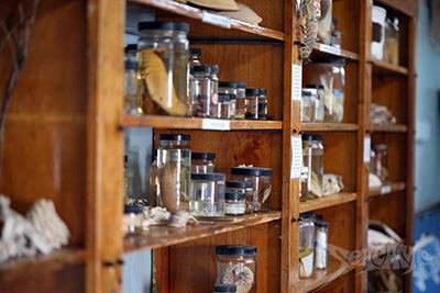 Specimens in the lab museum at Seacamp
