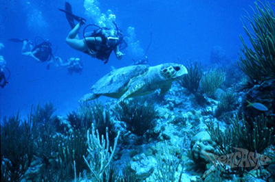 Sea turtles greet campers while SCUBA diving at Seacamp